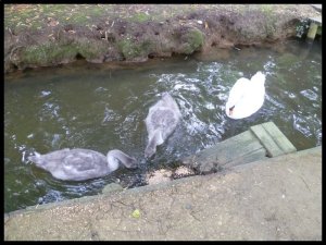 P1050462__1439981059_51327__1439981059_55861