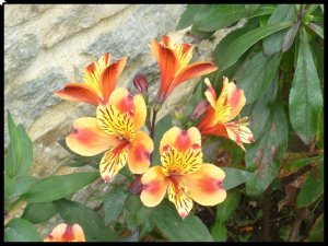 P1050480__1439840095_45099__1439840095_59306