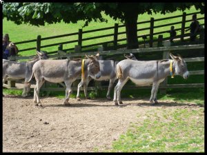 P1050501__1439840368_52360__1439840368_37061