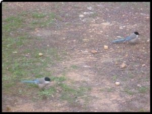 P1060427__1456332984_30001__1456332984_76666