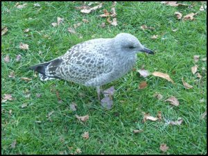 P1060901__1471603387_21987__1471603387_97965