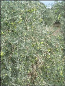 p1070194__1478515677_24957__1478515677_77258