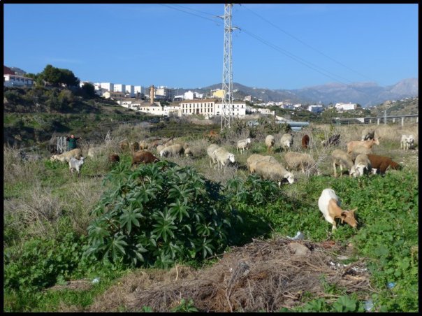 p1000126__1484421917_91056__1484421917_44752